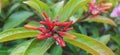 Hamelia patensÃÂ  flowers or ÃÂ firebush or hummingbird bush red flower